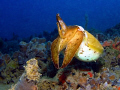  Cuttlefish  